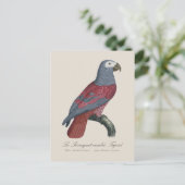 Afrikaanse Grijze Roodstaartpapegaai Psittacus Eri Briefkaart (Staand voorkant)