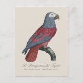 Afrikaanse Grijze Roodstaartpapegaai Psittacus Eri Briefkaart (Voorkant)