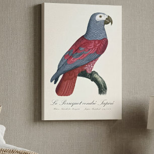 Afrikaanse Grijze Roodstaartpapegaai Psittacus Eri Canvas Afdruk