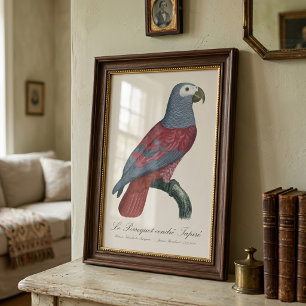 Afrikaanse Grijze Roodstaartpapegaai Psittacus Eri Foto Afdruk
