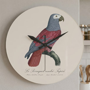 Afrikaanse Grijze Roodstaartpapegaai Psittacus Eri Grote Klok