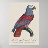 Afrikaanse Grijze Roodstaartpapegaai Psittacus Eri Poster (Voorkant)