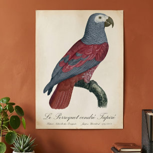 Afrikaanse Grijze Roodstaartpapegaai Psittacus Eri Poster