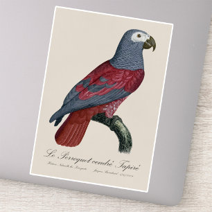 Afrikaanse Grijze Roodstaartpapegaai Psittacus Eri Sticker