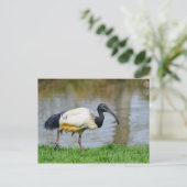 Afrikaanse heilige ibis die op gras lopen briefkaart (Staand voorkant)