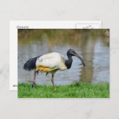 Afrikaanse heilige ibis die op gras lopen briefkaart (Voorkant / Achterkant)