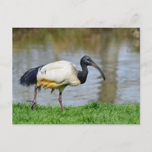 Afrikaanse heilige ibis die op gras lopen briefkaart (Voorkant)