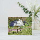 Afrikaanse heilige ibis op gras briefkaart (Staand voorkant)