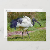 Afrikaanse heilige ibis op gras briefkaart (Voorkant / Achterkant)