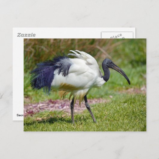 Afrikaanse heilige ibis op gras briefkaart (Voorkant / Achterkant)
