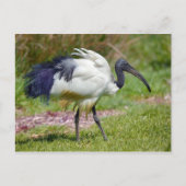 Afrikaanse heilige ibis op gras briefkaart (Voorkant)