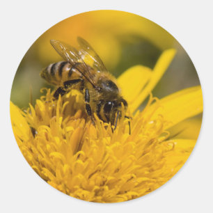 Afrikaanse honingbij met stuifmeelzakjes die voedi ronde sticker