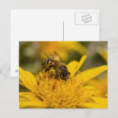 Afrikaanse honingbijen met stuifmeelvoeding briefkaart (Voorkant / Achterkant)