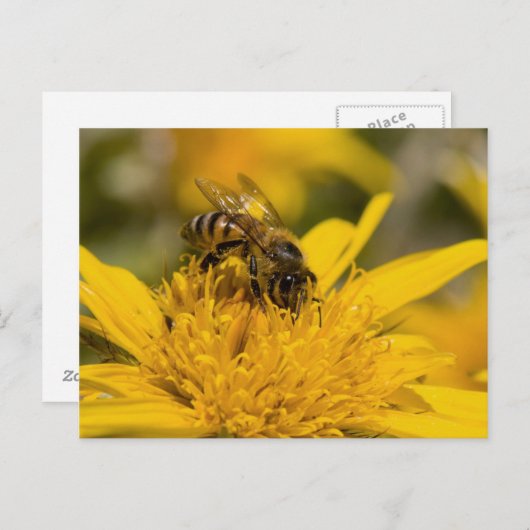 Afrikaanse honingbijen met stuifmeelvoeding briefkaart (Voorkant / Achterkant)