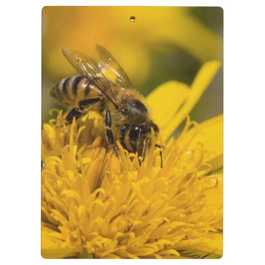 Afrikaanse honingbijen met stuifmeelvoeding klembord (Achterkant)