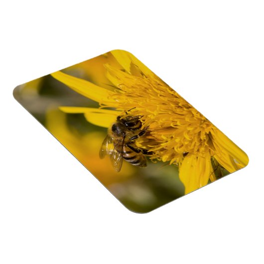 Afrikaanse honingbijen met stuifmeelvoeding magneet (Rechterzijde)