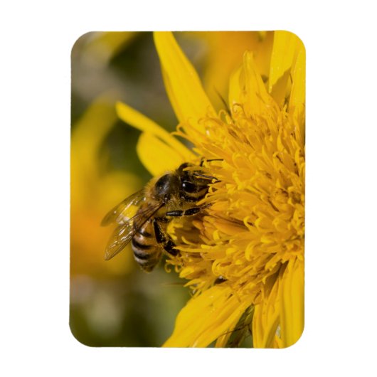 Afrikaanse honingbijen met stuifmeelvoeding magneet (Verticaal)