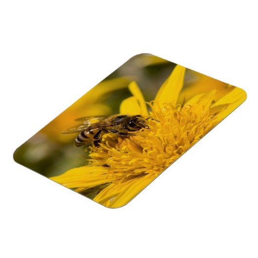 Afrikaanse honingbijen met stuifmeelvoeding magneet (Linkerzijde)