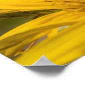 Afrikaanse honingbijen met stuifmeelvoeding poster (Hoek)