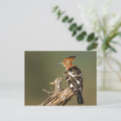Afrikaanse Hoopoe Briefkaart (Staand voorkant)