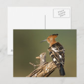 Afrikaanse Hoopoe Briefkaart (Voorkant / Achterkant)