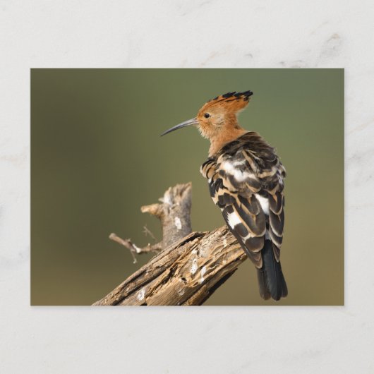 Afrikaanse Hoopoe Briefkaart (Voorkant)