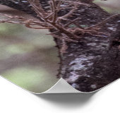 Afrikaanse hornbill in de takken poster (Hoek)