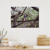 Afrikaanse hornbill in de takken poster (Keuken)