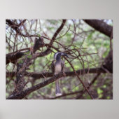 Afrikaanse hornbill in de takken poster (Voorkant)