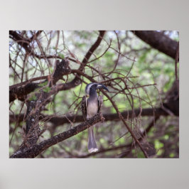 Afrikaanse hornbill in de takken poster