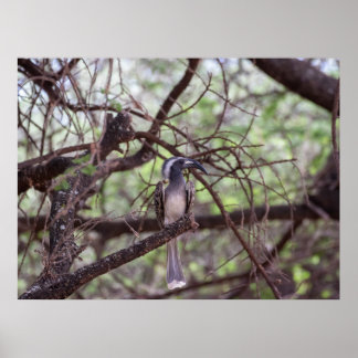 Afrikaanse hornbill in de takken poster