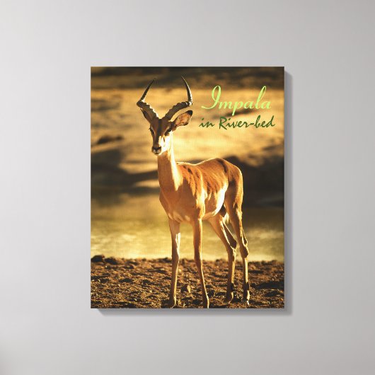 Afrikaanse impala in de rivierbedding canvas afdruk (Voorkant)