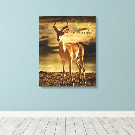 Afrikaanse impala in de rivierbedding canvas afdruk (Insitu (Houten vloer))