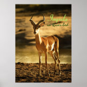 Afrikaanse impala in de rivierbedding poster (Voorkant)