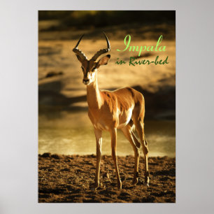 Afrikaanse impala in de rivierbedding poster