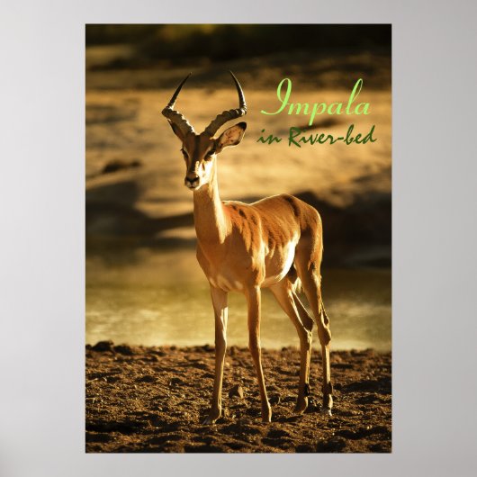 Afrikaanse impala in de rivierbedding poster (Voorkant)