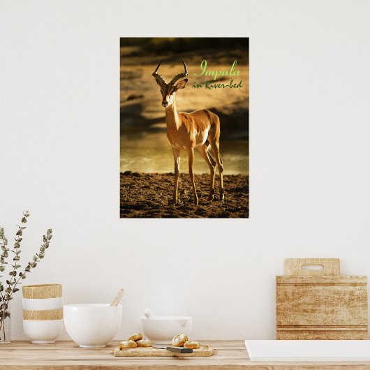 Afrikaanse impala in de rivierbedding poster (Keuken)