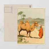 Afrikaanse kamel- en woestijnreiziger briefkaart (Voorkant / Achterkant)