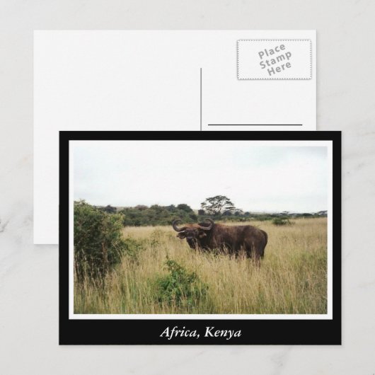 Afrikaanse Kenia: wilde dieren Briefkaart (Voorkant / Achterkant)