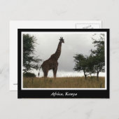 Afrikaanse Kenia: wilde dieren Briefkaart (Voorkant / Achterkant)