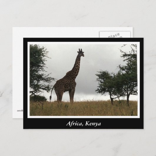 Afrikaanse Kenia: wilde dieren Briefkaart (Voorkant / Achterkant)