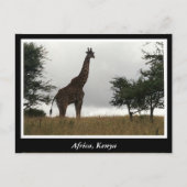 Afrikaanse Kenia: wilde dieren Briefkaart (Voorkant)
