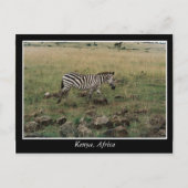 Afrikaanse Kenia: wilde dieren Briefkaart (Voorkant)