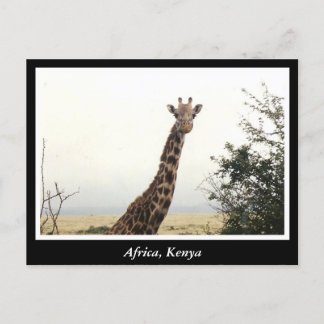 Afrikaanse Kenia: wilde dieren Briefkaart