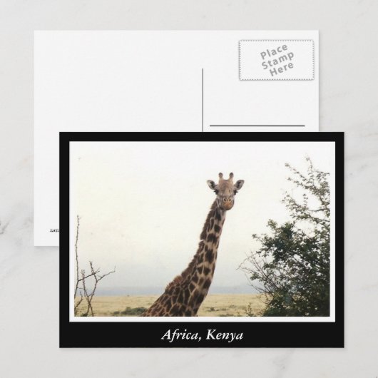 Afrikaanse Kenia: wilde dieren Briefkaart (Voorkant / Achterkant)
