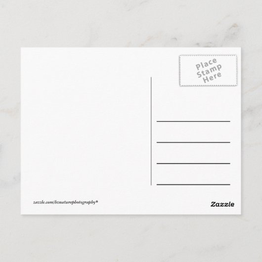 Afrikaanse Kenia: wilde dieren Briefkaart (Achterkant)