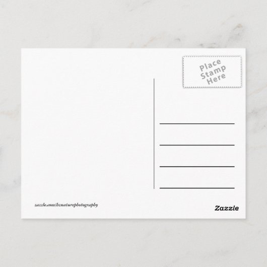 Afrikaanse Kenia: wilde dieren Briefkaart (Achterkant)