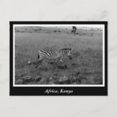 Afrikaanse Kenia: wilde dieren Briefkaart (Voorkant)
