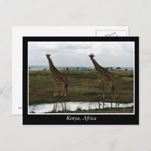 Afrikaanse Kenia: wilde dieren Briefkaart (Voorkant / Achterkant)