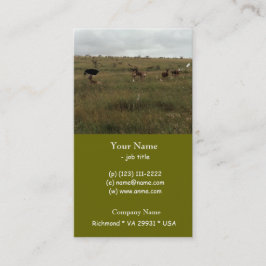 Afrikaanse Kenia: wilde dieren Visitekaartje